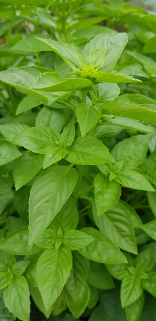 Plant of the Month: Basil