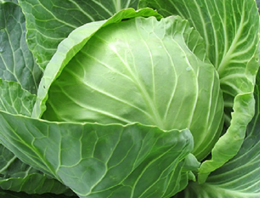 Plant of the Month: Cabbage