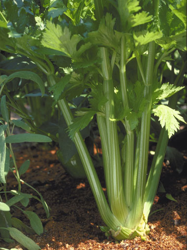 Plant of the Month: Celery