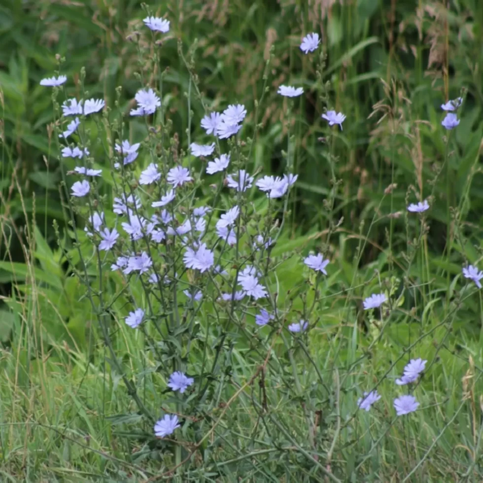 Plant of the Month: Chicory