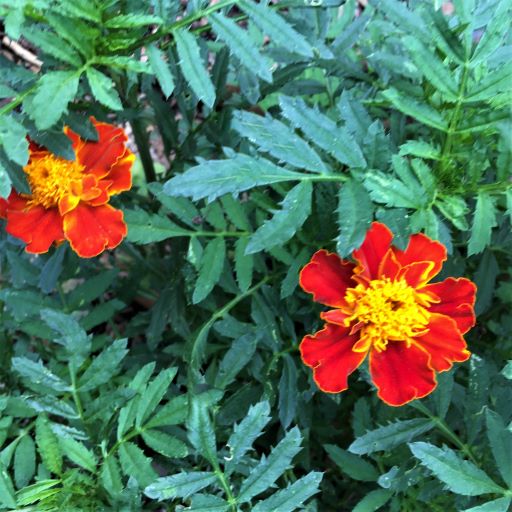 Plant of the Month: Marigolds