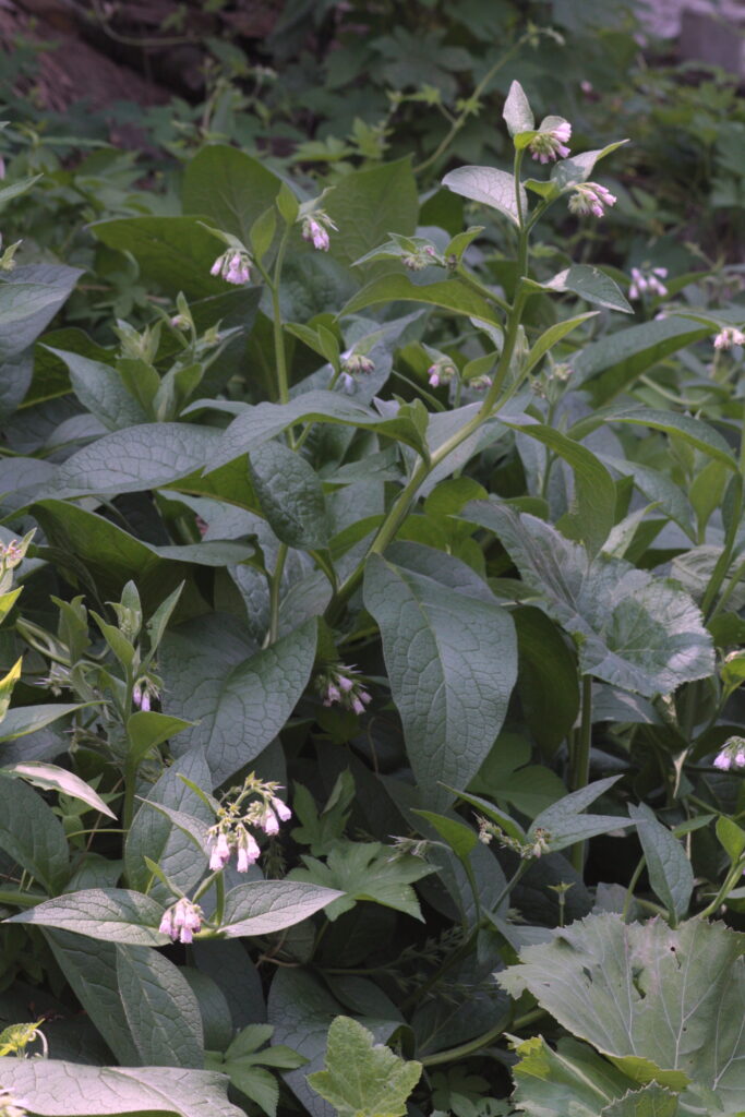 Plant of the Month – Comfrey