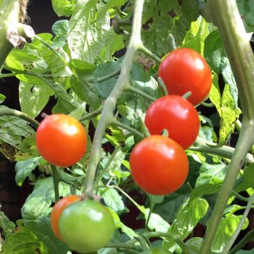 Plant of the Month – Tomatoes