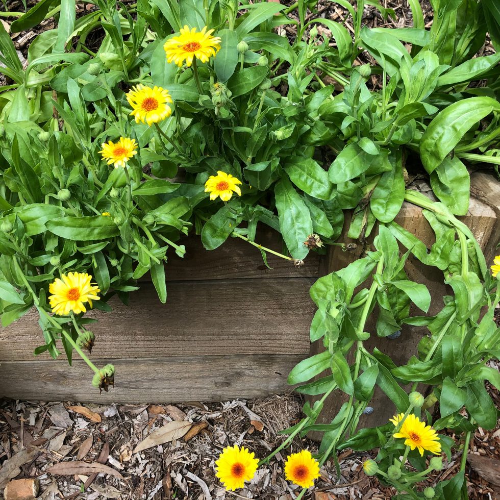 Plant of the Month: Calendula