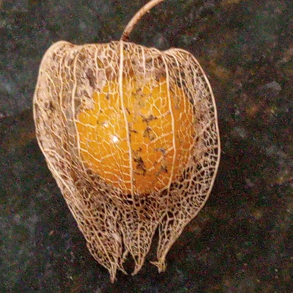 Plant of the Month: Cape Gooseberry