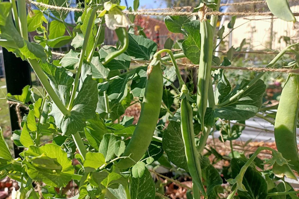 Plant of the Month: Peas