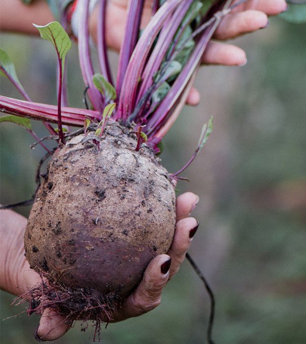 Plant of the Month: Beets