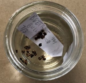 beet seed and label in glass jar of water
